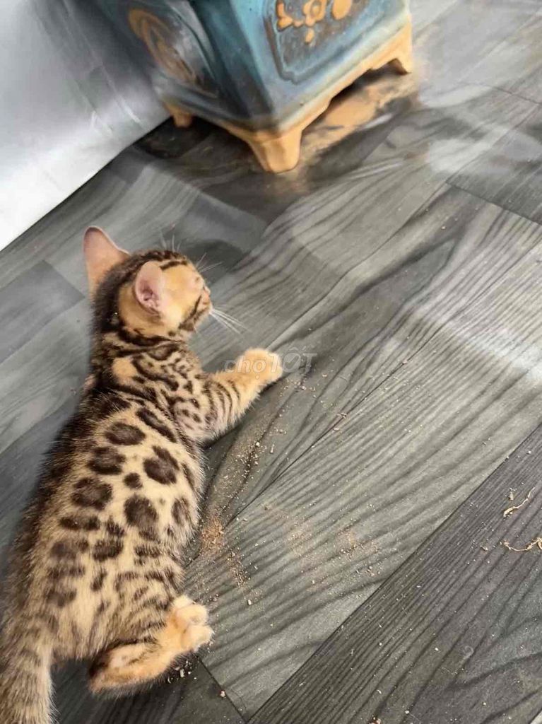 Mèo Bengal Cái Vân hoa hồng đã tiêm chủng. Mua bán Mèo tại Huyện Đông Anh Hà Nội được đăng bởi Nguyễn thiên thời hình 1