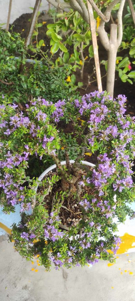 Cây bonsai linh sam lá nhỏ siêu hoa