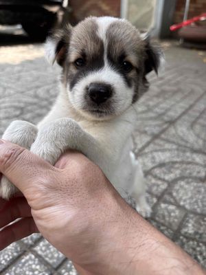 Chó đốm ú nu dễ thương. Mua bán Chó tại Quận 12 Tp Hồ Chí Minh được đăng bởi Bách
