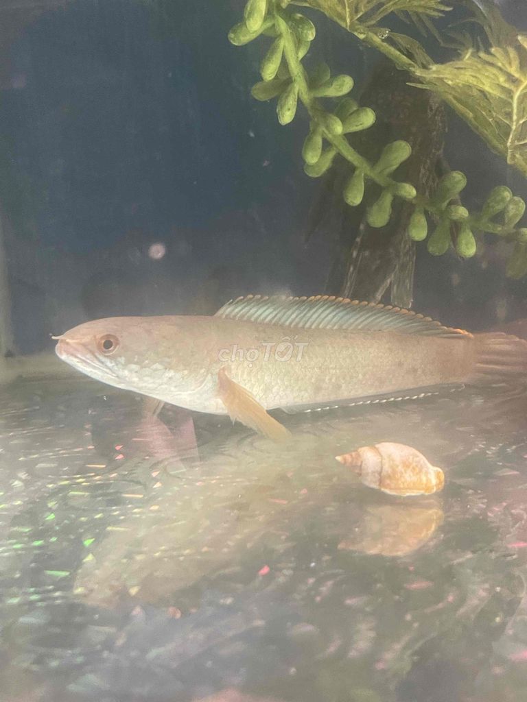 Cá lóc kiểng 20-22 cm 1 năm. Mua bán Thú cưng khác tại Huyện Nhà Bè Tp Hồ Chí Minh được đăng bởi Tien hình 1