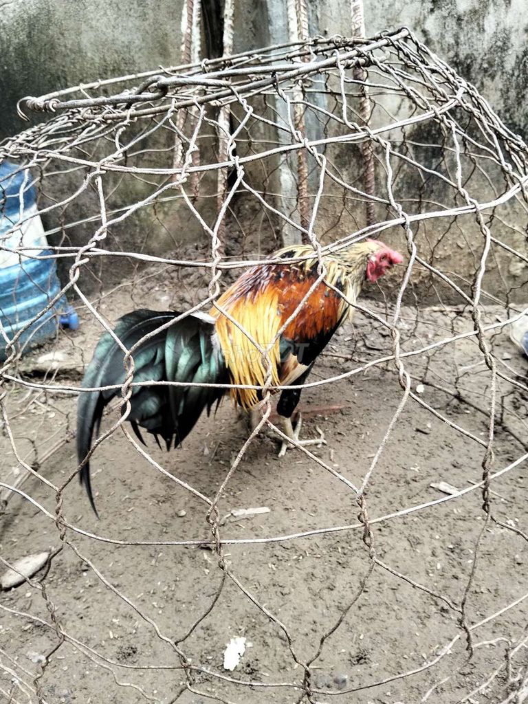 Gà trống 1.5kg 10 tháng Đa sắc. Mua bán Gà tại Huyện Trà Cú Trà Vinh được đăng bởi Tài Trà Cú hình 1