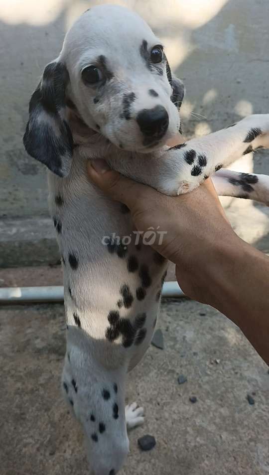 Chó Đốm Cái 3 tháng tuổi,khi lớn như hình minh hoạ