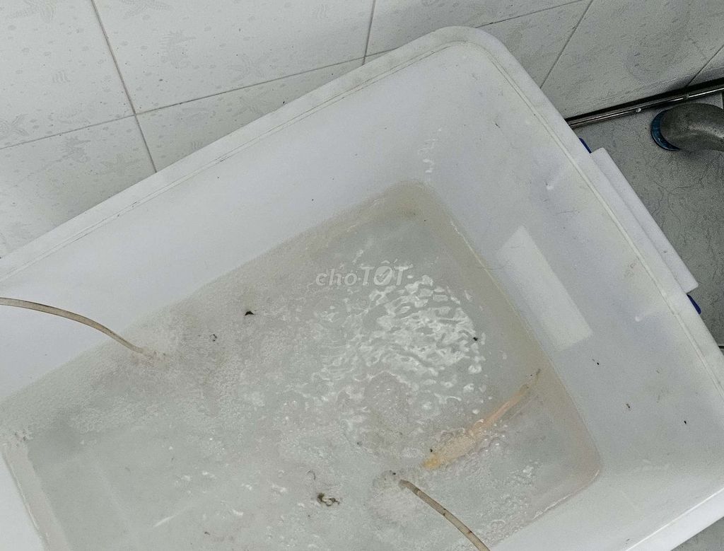 Cá Phát Tài 2.5n kèm oxi 4 vòi. Mua bán Thú cưng khác tại Quận Tân Bình Tp Hồ Chí Minh được đăng bởi Hoài Phong hình 1