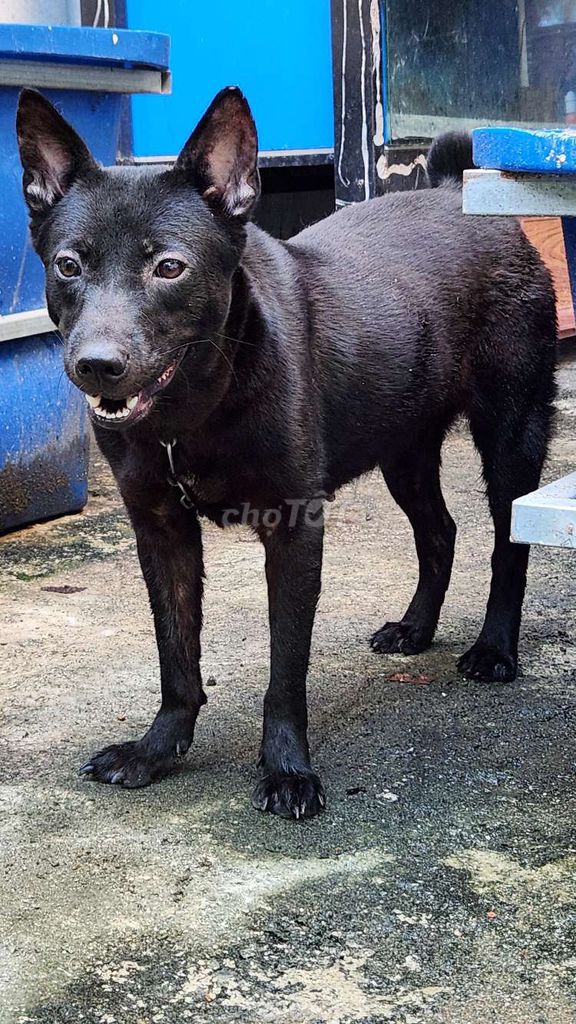 MÔNG CỘC ĐEN CÁI 8 THÁNG. Mua bán Chó tại Thành phố Biên Hòa Đồng Nai được đăng bởi Tuyên hình 1