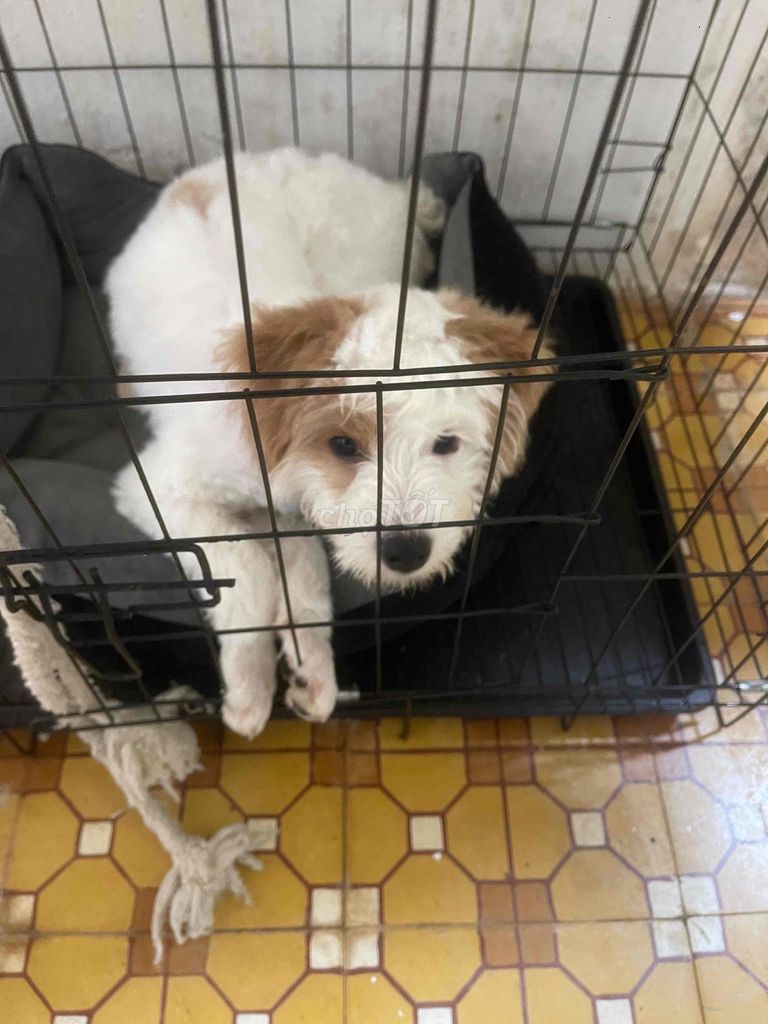 Chó Poodle lai Phốc Sóc Trắng nâu. Mua bán Chó tại Thành phố Đà Lạt Lâm Đồng được đăng bởi phúc giang hình 1