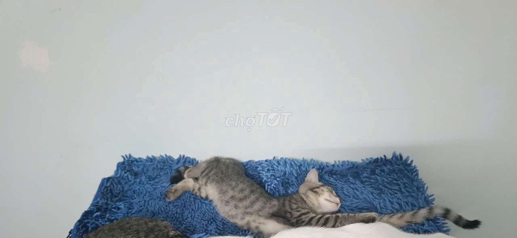 Mèo mướp lai ALN cái trên 3 tháng. Mua bán Mèo tại Quận Tân Phú Tp Hồ Chí Minh được đăng bởi Tường Minh hình 1