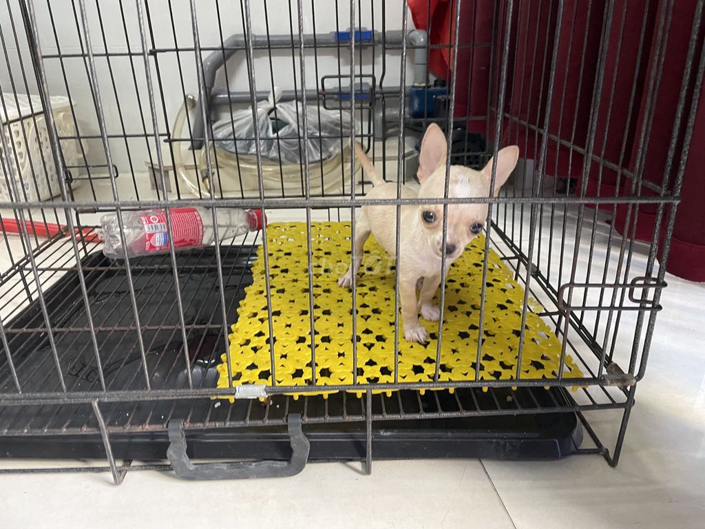 Chihuahu kem đực. Mua bán Chó tại Quận Gò Vấp Tp Hồ Chí Minh được đăng bởi Biên Nguyên hình 4