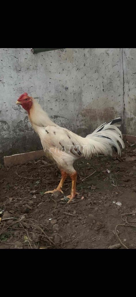 Gà Thái Mỹ trống màu Trắng. Mua bán Gà tại Quận Cái Răng Cần Thơ được đăng bởi Điền Huỳnh  hình 1