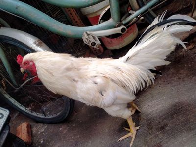 Bướm zin 2kg4. Mua bán Gà tại Quận 8 Tp Hồ Chí Minh được đăng bởi đại 