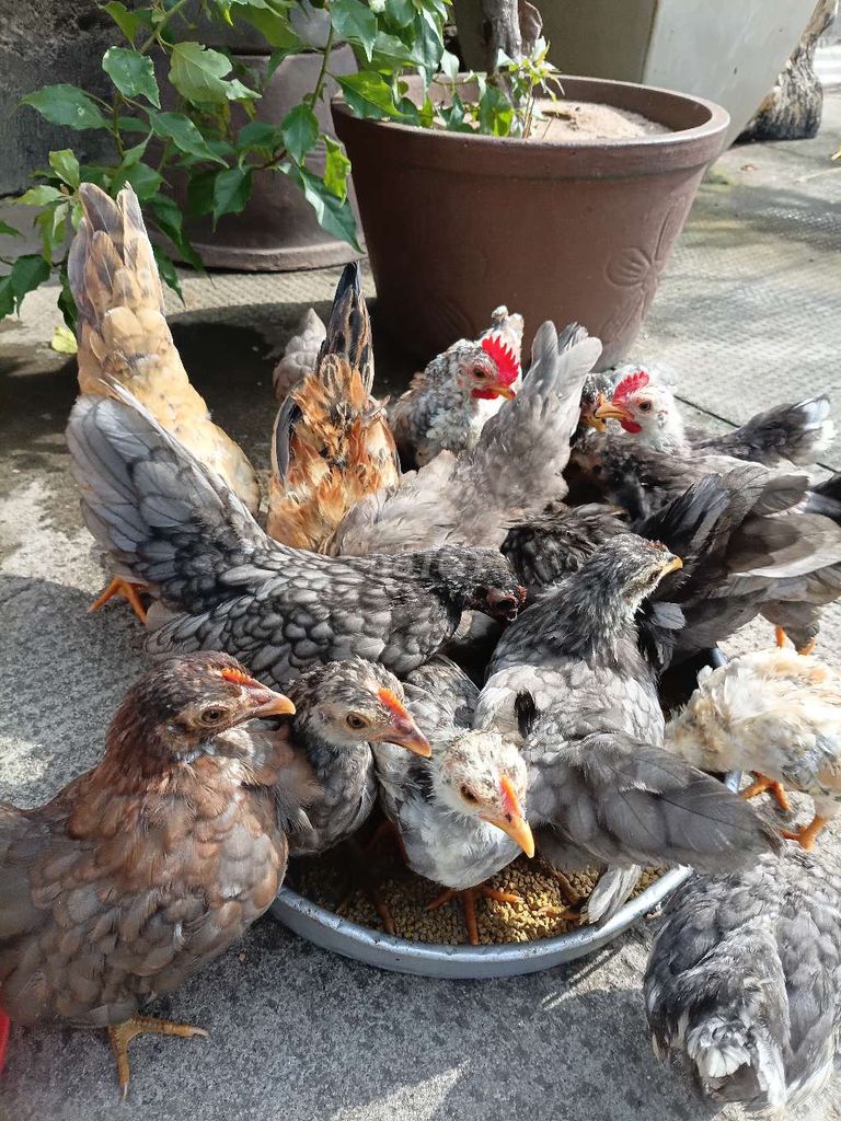Gà Thái trống mái trên 3 tháng. Mua bán Gà tại Thị xã Tân Uyên Bình Dương được đăng bởi PET LOVE hình 1