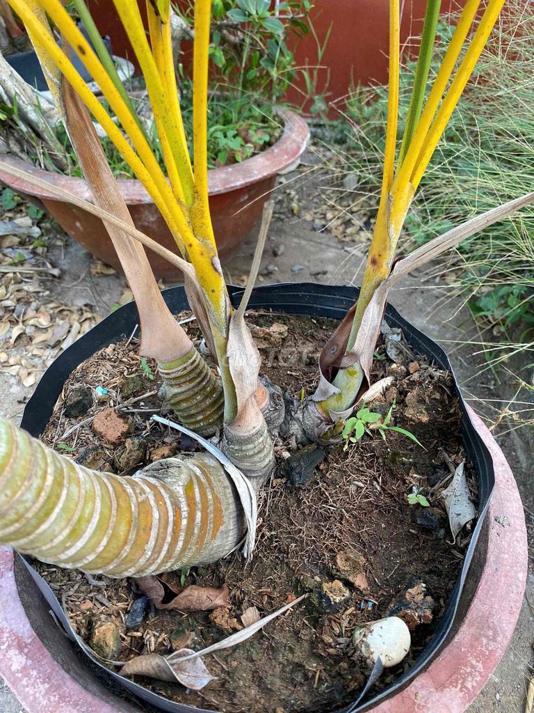 Cây cao cảnh. Mua bán Cây cảnh, đồ trang trí tại Thành phố Trà Vinh Trà Vinh được đăng bởi chú ba ph hình 1