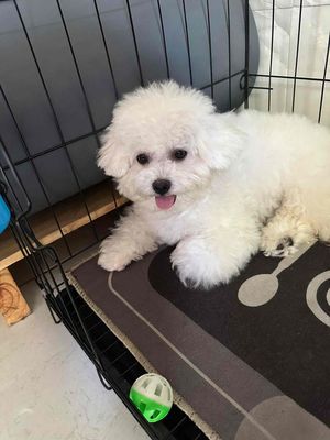 Chó poodle