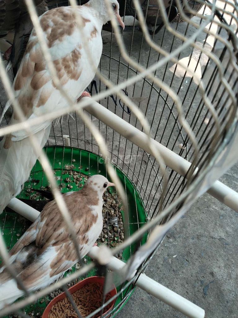 Chim cu Thái trống mái 2 tháng. Mua bán Chim tại Quận Bình Tân Tp Hồ Chí Minh được đăng bởi Lê Khang  hình 1