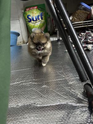 Chó Phốc Sóc Cái màu Nâu