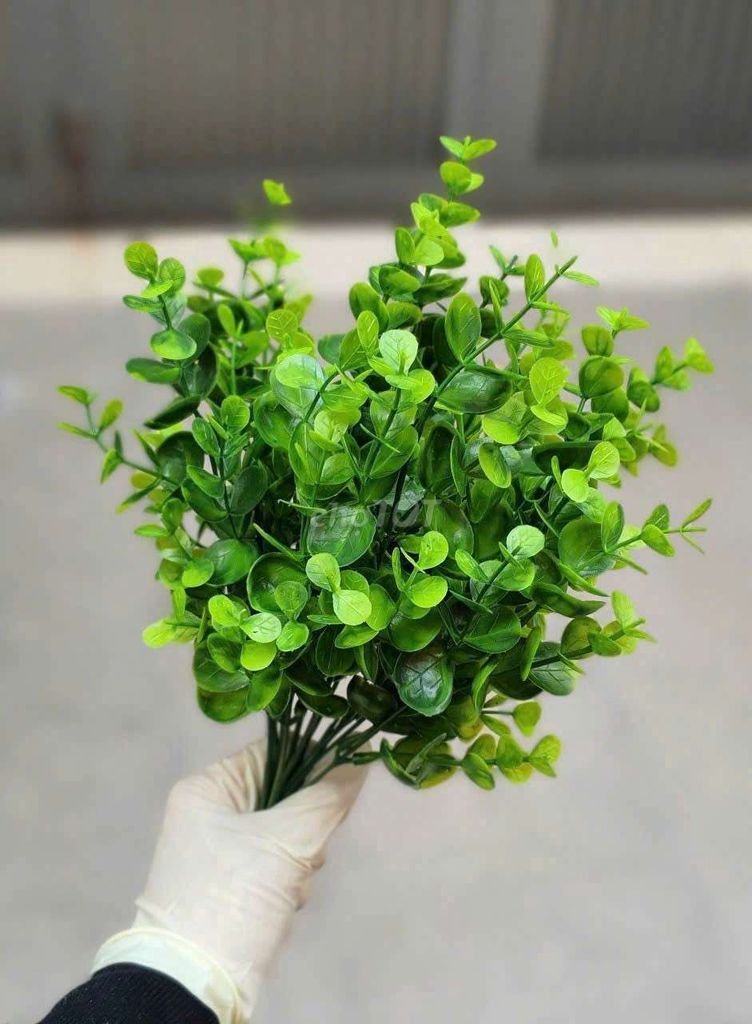 Bụi & Dây Táo - Sản Phẩm Trang Trí. Mua bán Cây cảnh, đồ trang trí tại Huyện Bình Chánh Tp Hồ Chí Minh được đăng bởi Bảo Ngọc hình 1