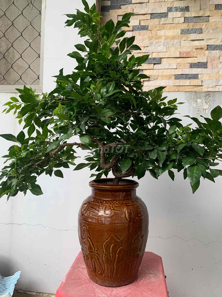 nguyệt quế bonsai cây rất quái,hoa rất thơm