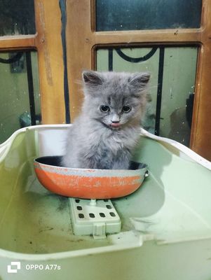 Mèo nhà đẻ