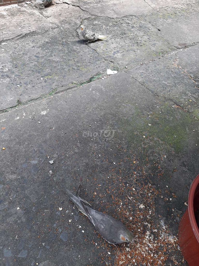 Chim Cockatiel trống Xám, vàng tập hót. Mua bán Chim tại Quận Gò Vấp Tp Hồ Chí Minh được đăng bởi Tran Trung Tín hình 1