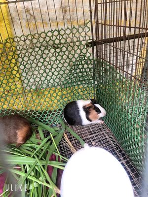 sạnh sẻ dê nuôi. Mua bán Thú cưng khác tại Huyện Châu Thành Sóc Trăng được đăng bởi Thạch HậU