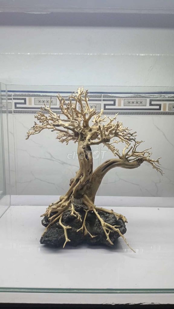 Bay cây bonsai bám đá . Mua bán Cây cảnh, đồ trang trí tại Quận Hải Châu Đà Nẵng được đăng bởi Binn hình 1