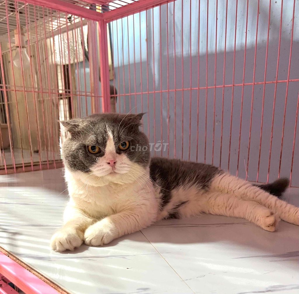Mèo đực Tai cụp. Mua bán Mèo tại Quận 11 Tp Hồ Chí Minh được đăng bởi thuỷ tiên hình 1