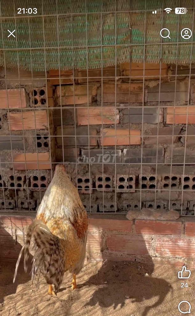 Gà tre cú trống 4-5 tháng. Mua bán Gà tại Huyện Trảng Bom Đồng Nai được đăng bởi chí thiện  hình 1