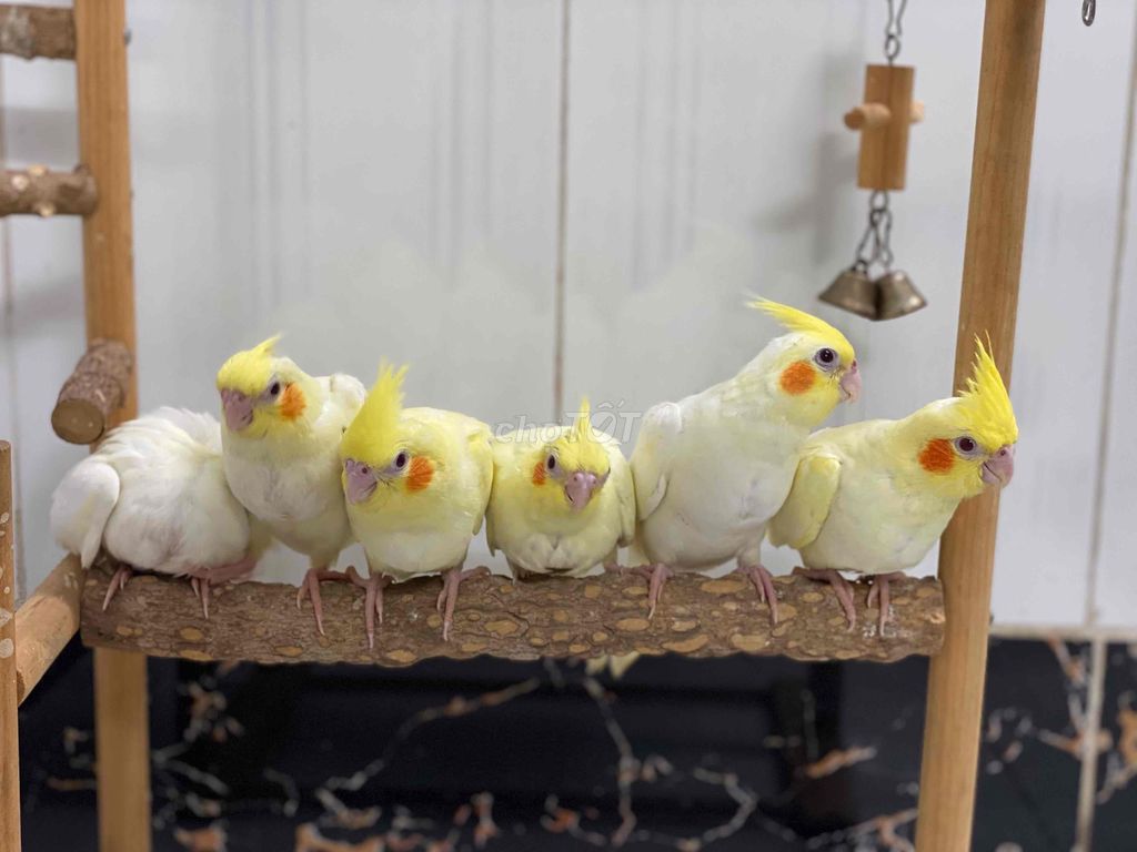 Chim Vẹt Cockatiel Vàng trắng tập ăn hạt. Mua bán Chim tại Huyện Hóc Môn Tp Hồ Chí Minh được đăng bởi  86 hình 1
