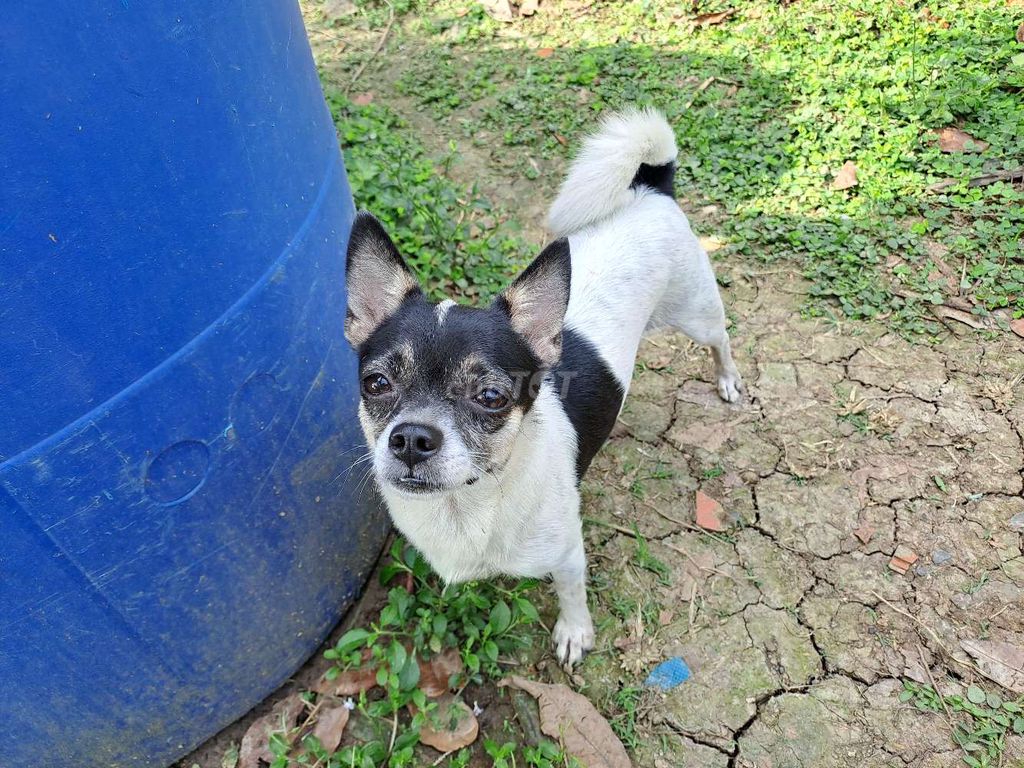 Bé gái bò sữa Chihuahua