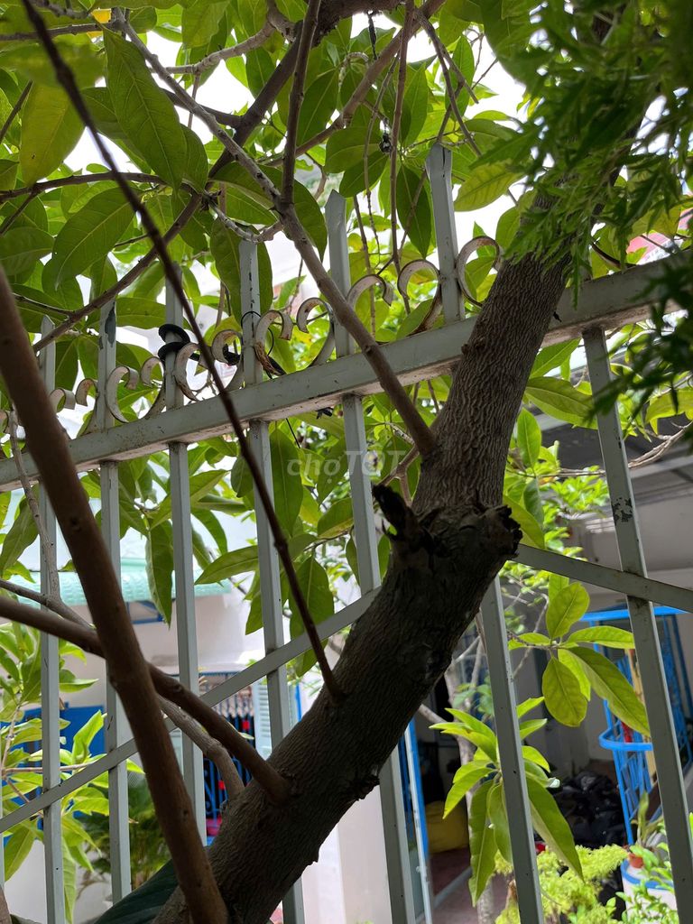 Cây lá vối. Mua bán Cây cảnh, đồ trang trí tại Thành phố Nha Trang Khánh Hòa được đăng bởi Mr H H C hình 1