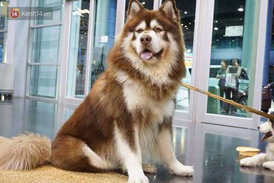 Chó Alaska cái to bự