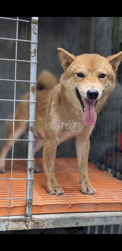 CẶP SHIBA ĐANG RỚT MÁU