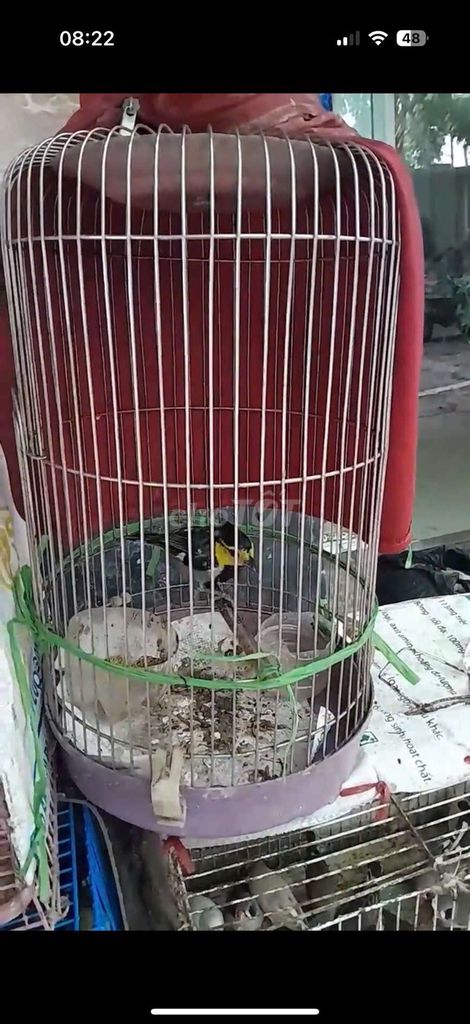 Chim chích chòe mào vàng đen còn sống. Mua bán Chim tại Quận Long Biên Hà Nội được đăng bởi tổng kho gia dụng  hình 1