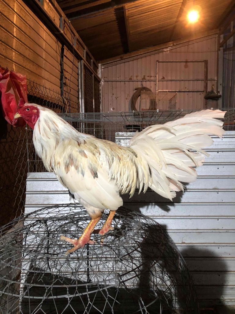 Gà chọi 3.2kg Trắng Đực. Mua bán Gà tại Huyện Cờ Đỏ Cần Thơ được đăng bởi 33 Đạt hình 1