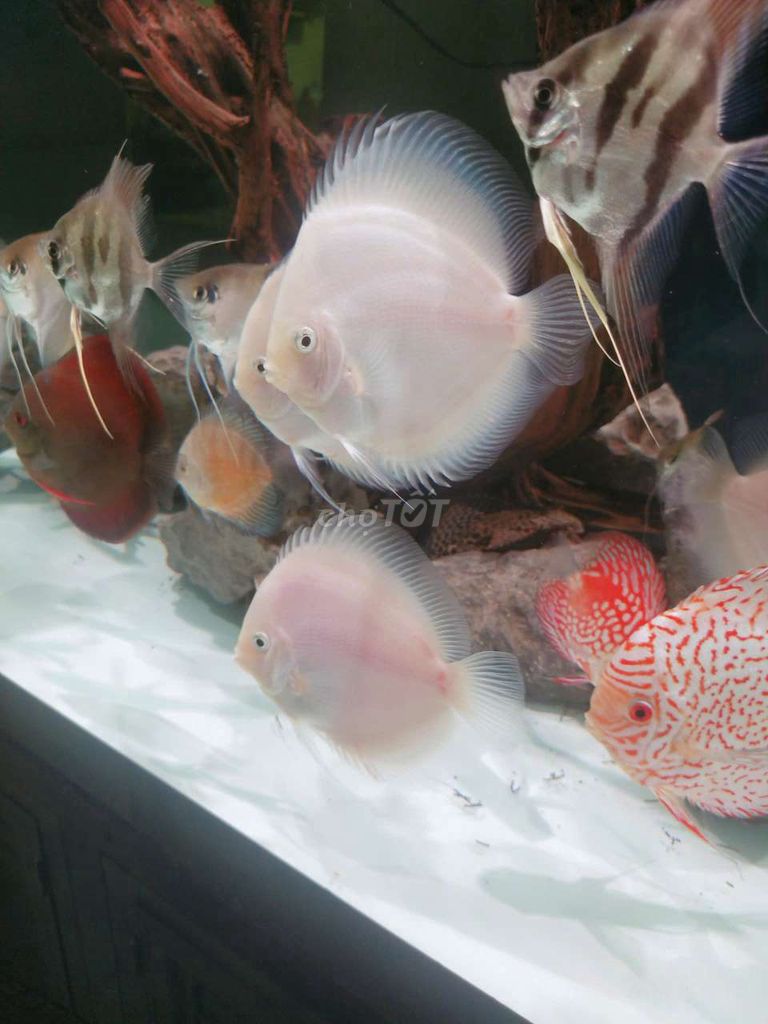 Cá dĩa Trắng bạch ngọc Thuần nước. Mua bán Thú cưng khác tại Quận Tân Bình Tp Hồ Chí Minh được đăng bởi Cá dĩa Như Ý hình 1