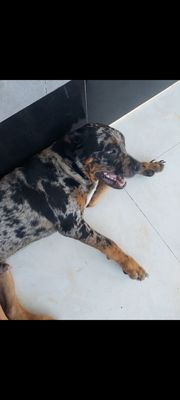 Chó Bandog 6.5 tháng. Mua bán Chó tại Thành phố Phan Thiết Bình Thuận được đăng bởi Tung Nguyen