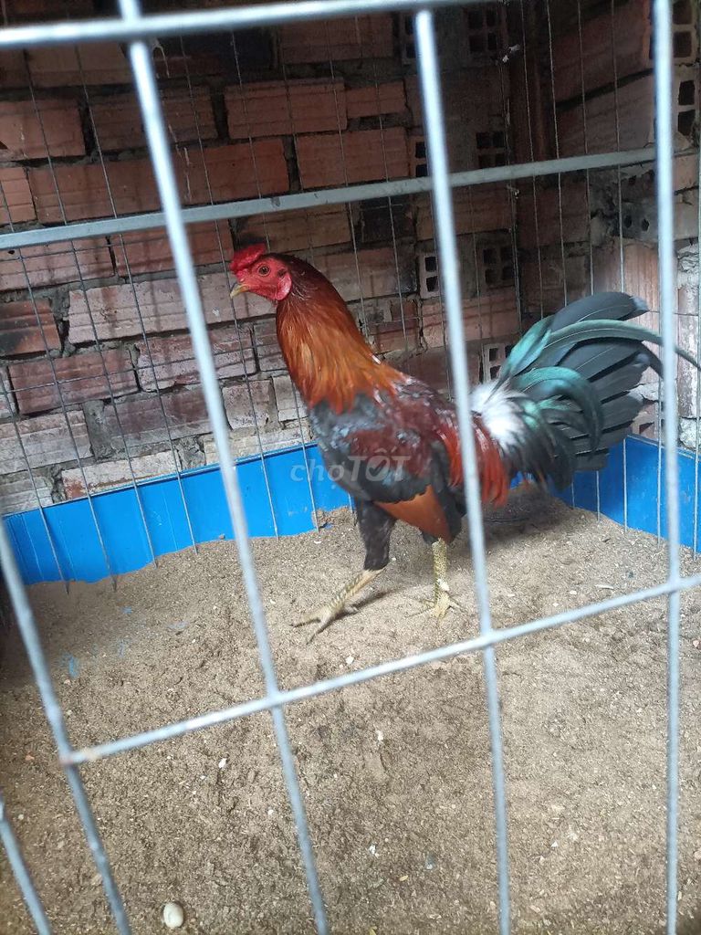 Gà Mỹ lai 7 tháng 1.38 kg Đỏ đen xanh. Mua bán Gà tại Thành phố Dĩ An Bình Dương được đăng bởi gà tre mỹ xanh hách Bình Dương  hình 1