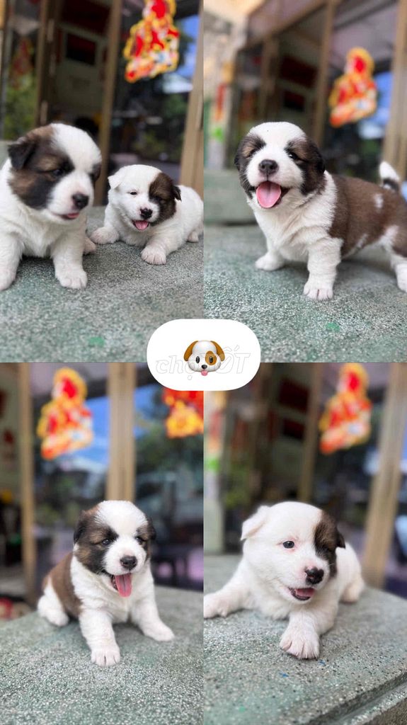 chó cỏ lai nhật chân lùn lông xù. Mua bán Chó tại Quận 12 Tp Hồ Chí Minh được đăng bởi Lương Thị Kim Ngọc hình 1