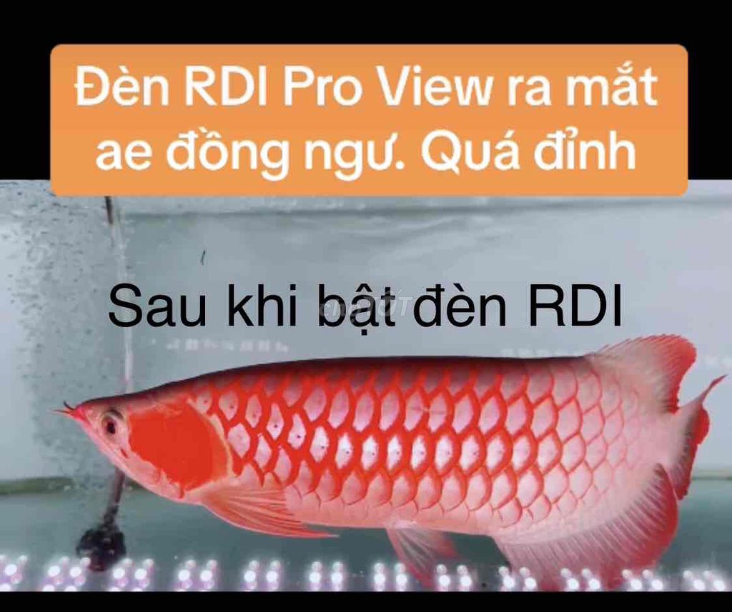 Đèn RDI ( Red Dragon Indonesia ) Pro Red View.