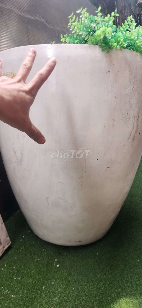 Chậu cây nhựa giả sứ siêu lớn. Mua bán Cây cảnh, đồ trang trí tại Quận Tân Bình Tp Hồ Chí Minh được đăng bởi hảo hình 1