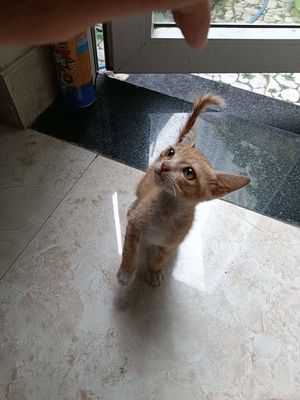 Tặng mèo. Mua bán Mèo tại Quận Sơn Trà Đà Nẵng được đăng bởi Nguyen khanh