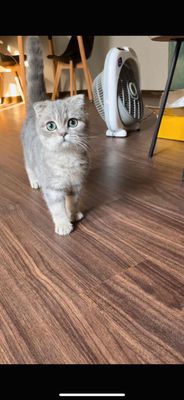 Mèo Anh Blue Golden Tai Cụp nhà nuôi tặng hết đồ