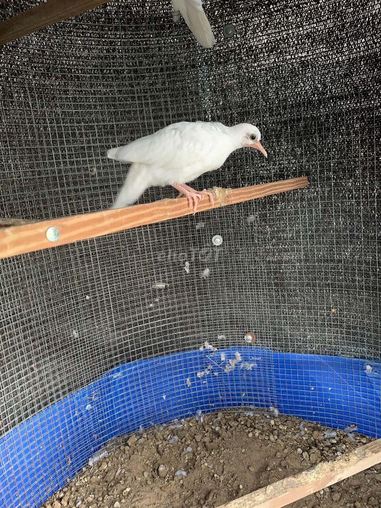 Chim cu gáy thái non. Mua bán Chim tại Quận 12 Tp Hồ Chí Minh được đăng bởi Doanle hình 1