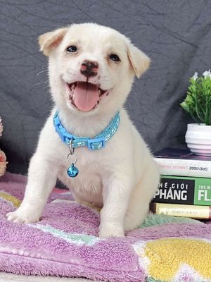 Trai Nhật F xin chào sen ạ😍😍😍