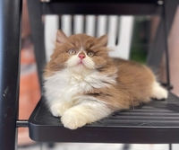 Lucky Pet Shop & Hotel for Boss