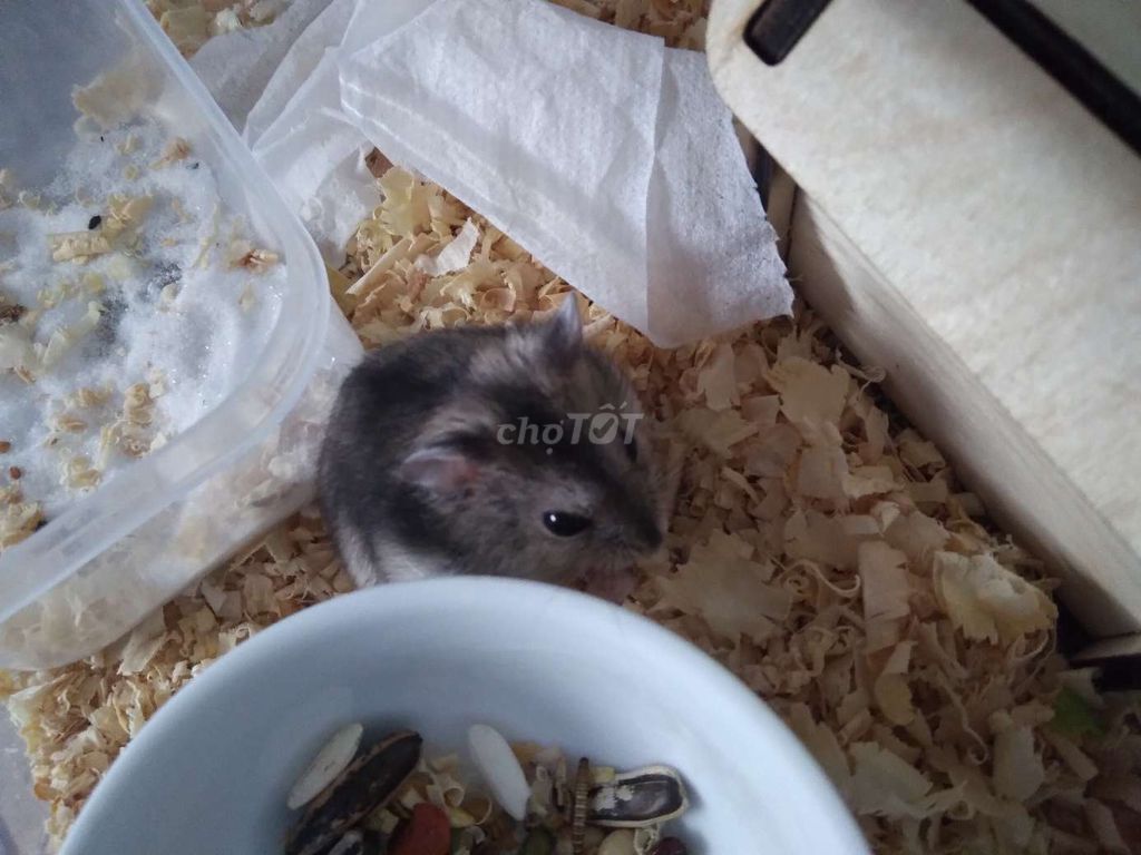 Gã bé ww tặng kèm thức ăn. Mua bán Thú cưng khác tại Quận Gò Vấp Tp Hồ Chí Minh được đăng bởi Tiên hình 2