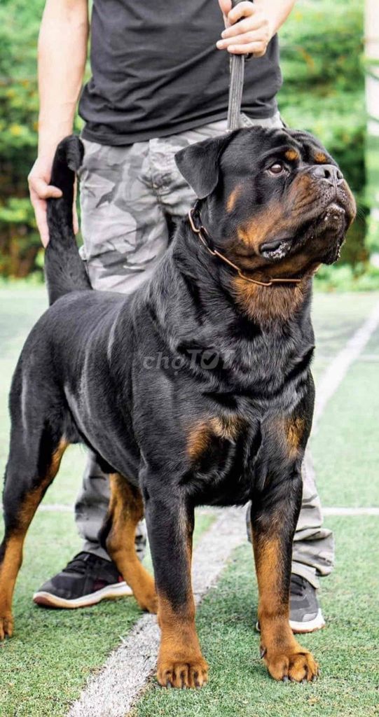 Rottweiler Đực 2 tuổi VKA. Mua bán Chó tại Quận 12 Tp Hồ Chí Minh được đăng bởi mai hoang an hình 5