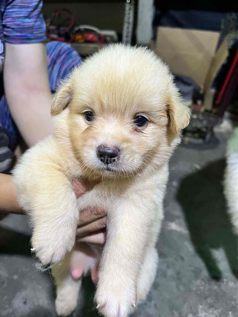Chó con dễ thương Vàng , Kem. Mua bán Chó tại Huyện Nhà Bè Tp Hồ Chí Minh được đăng bởi aViv hình 1