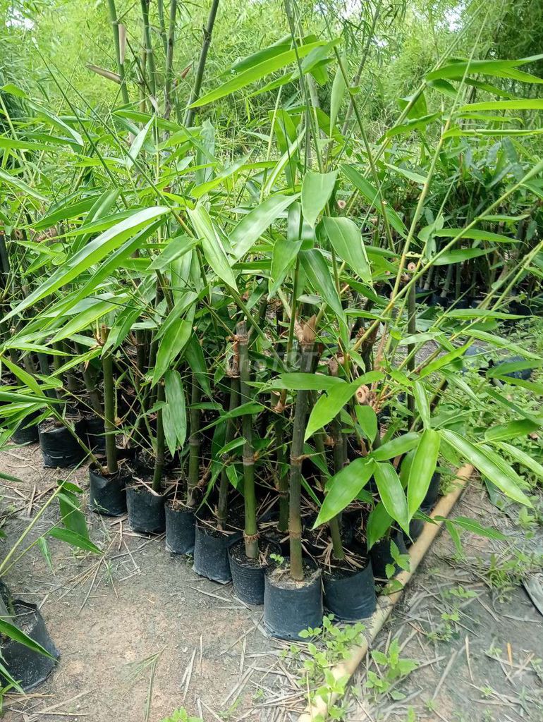 Cây tre Măng đen rễ mạnh khỏe. Mua bán Cây cảnh, đồ trang trí tại Huyện Trảng Bàng Tây Ninh được đăng bởi Nguyễn Quế Trân hình 1