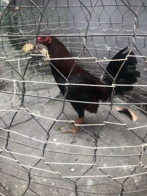 Gà điều lai nặng