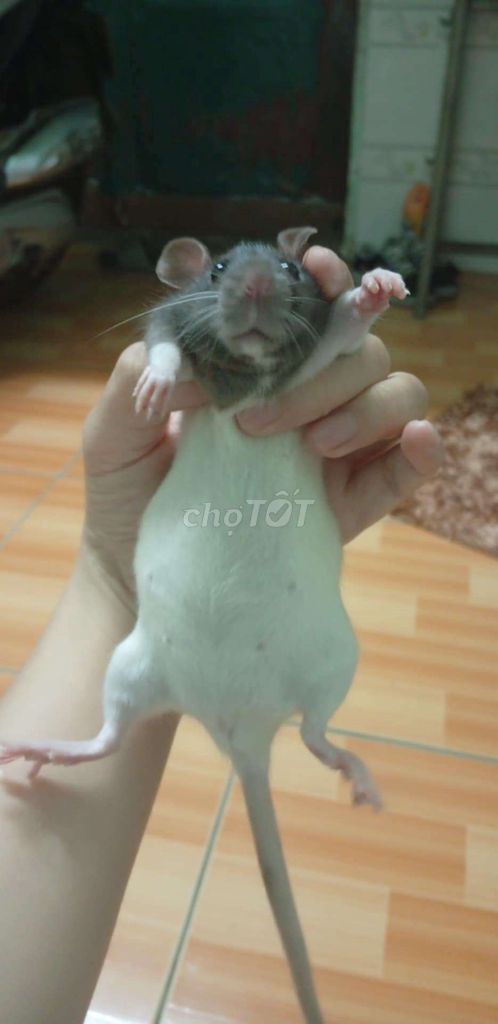 RAT cái siêu mập